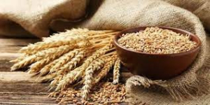 La Calabria si occupa di valorizzare i grani antichi e i suoi mulini storici