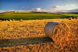 Il Dipartimento &ldquo;Agricoltura&rdquo; sui danni al comparto agroalimentare