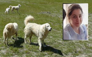 Ventenne sbranata dai cani a Satriano, pastore condannato a tre anni