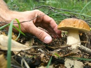Va a cercare funghi e si perde, ricerche nel vibonese