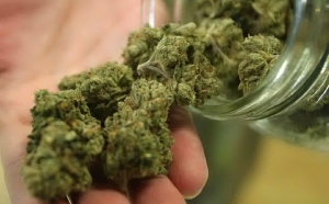 2 etti di marijuana: arrestato giovane vibonese