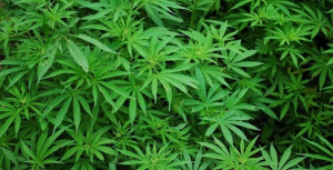 Marijuana in casa, un arresto a Crotone