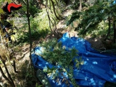 Scoperta piantagione canapa nel reggino