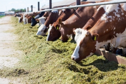Al via il bando sul Psr: circa 7 mln di euro per allevatori e agricoltori