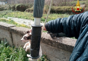 Cuccioli salvati in un torrente nel catanzarese