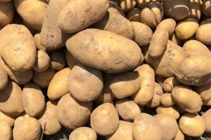 Patata della Sila IGP, una storia di successo