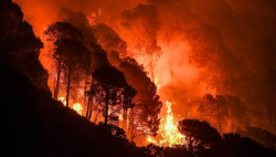 Incendi e strade abbandonate in Calabria, Barbuto (M5S): ''Regione senza visione. Piani AIB sulla carta, ma le Province non hanno risorse per lo sfalcio dell'erba''