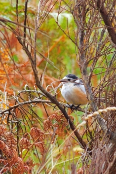 Averla mascherata in Parco Aspromonte