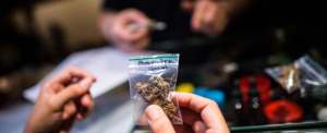 Hashish e marijuana sull&rsquo;asse Spagna-Campania-Calabria