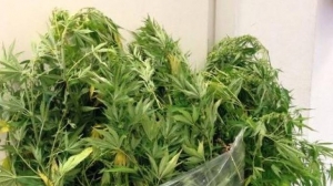 Trovato con 12 piante marijuana, arresto 55enne