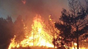 Situazione incendi, la sen. Granato: ''Smantellato il sistema statale di tutela della forestazione''