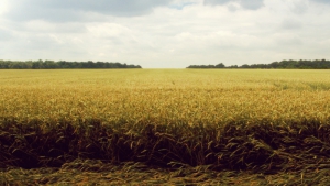 72enne raggiunto da una raffica di colpi nel reggino, &egrave; grave