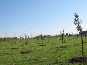 Forestazione, premiati con 600mila euro San Basile e Morano