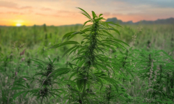 Due piantagioni di marijuana scoperte nel catanzarese