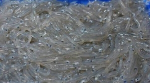 Casse di bianchetto sul furgone, colpo alla pesca illegale a Crotone