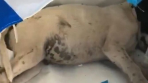 Incendio in un negozio di articoli da pesca a Vibo Marina: morto un cane