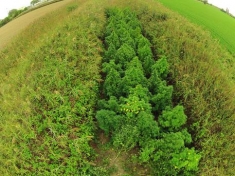 Quattro coltivazioni canapa nel Vibonese