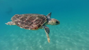 Tartaruga liberata in mare dopo cure a Vibo Valentia