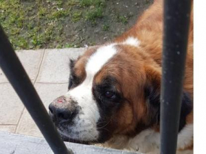 Medicinali scaduti in una pensione per cani: denunciato il titolare