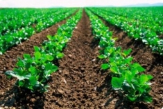 Al via il workshop sulla &ldquo;Cooperazione per l&rsquo;innovazione in agricoltura&rdquo;