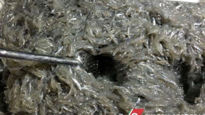 Sequestrati 17 quintali di bianchetto nel cosentino