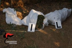Trovate nel reggino 3 piantagioni canapa