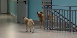 Cani a spasso per l&rsquo;ospedale, Asp scarica sul Comune: problema &egrave; il randagismo