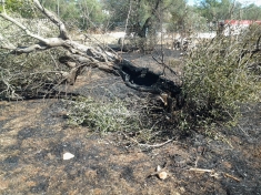 Intimidazione a testimone di giustizia, ulivi in fiamme