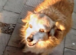 Ucciso cane nel centro storico di Crotone