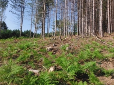 Abbattuti 464 pini, due denunce