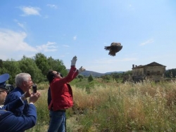 Liberato falco curato nel Cras di Rende