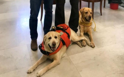 Sulle spiagge di Crotone arrivano i cani da salvataggio