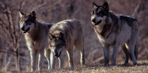 Lupi e attacchi agli allevamenti, il consigliere regionale Enzo Bruno (Tridico Presidente) incalza la Regione