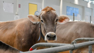 Allevatore morto schiacciato da una mucca nel vibonese