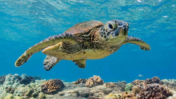 Giugno, il Wwf rinnova l&rsquo;appello: proteggiamo le spiagge delle tarturughe