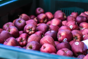 Covid-19: riprese le attivit&agrave; ortofrutticole a Catanzaro