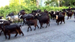 La Regione a sostegno delle razze animali autoctone minacciate di abbandono