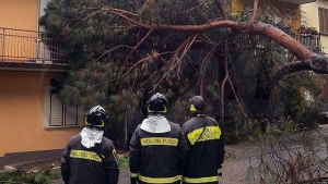 Albero precipita a Lamezia Terme, paura tra gli abitanti