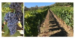 Investimenti per il vino in Calabria