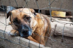 Maltrattamento animali, salvati 3 cani da caccia