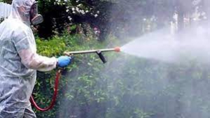 Corigliano-Rossano: parte da oggi la disinfestazione da zecche e pulci