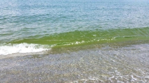 Acque Costiere: Fioritura algale a Pizzo, Arpacal scrive alla Capitaneria di Porto
