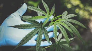 198 gr di marijuana a casa, arrestato nel catanzarese