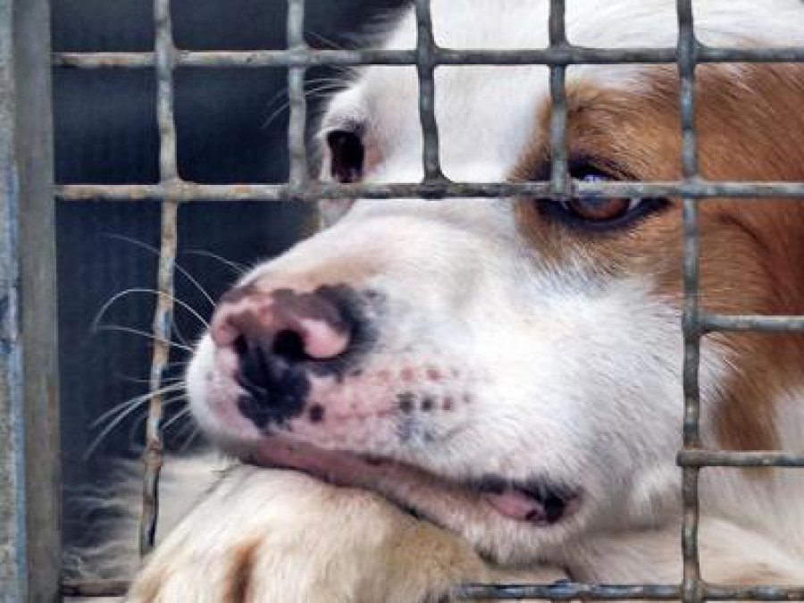 Abbandono degli animali: Enpa Crotone chiede intervento delle istituzioni