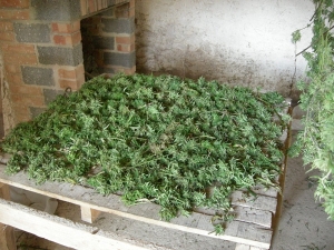 Scovata piantagione di marijuana a Vibo Valentia