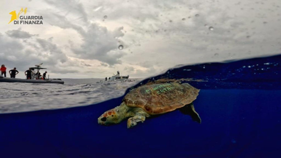Torna in mare Ariel, tartaruga soccorsa nel vibonese