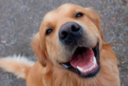 Falerna: rubati cartelli di divieto d'accesso ai cani su lungomare