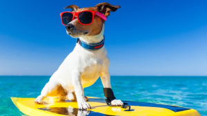 Cani in spiaggia e parchi pubblici: il buon senso arriva anche in Calabria