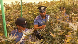 Sequestrate due piantagioni e oltre 30 kg marijuana