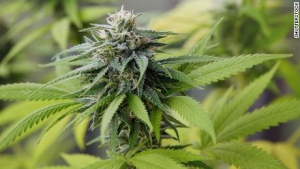 Mezzo kg di marijuana in casa, arrestata coppia a Roccella